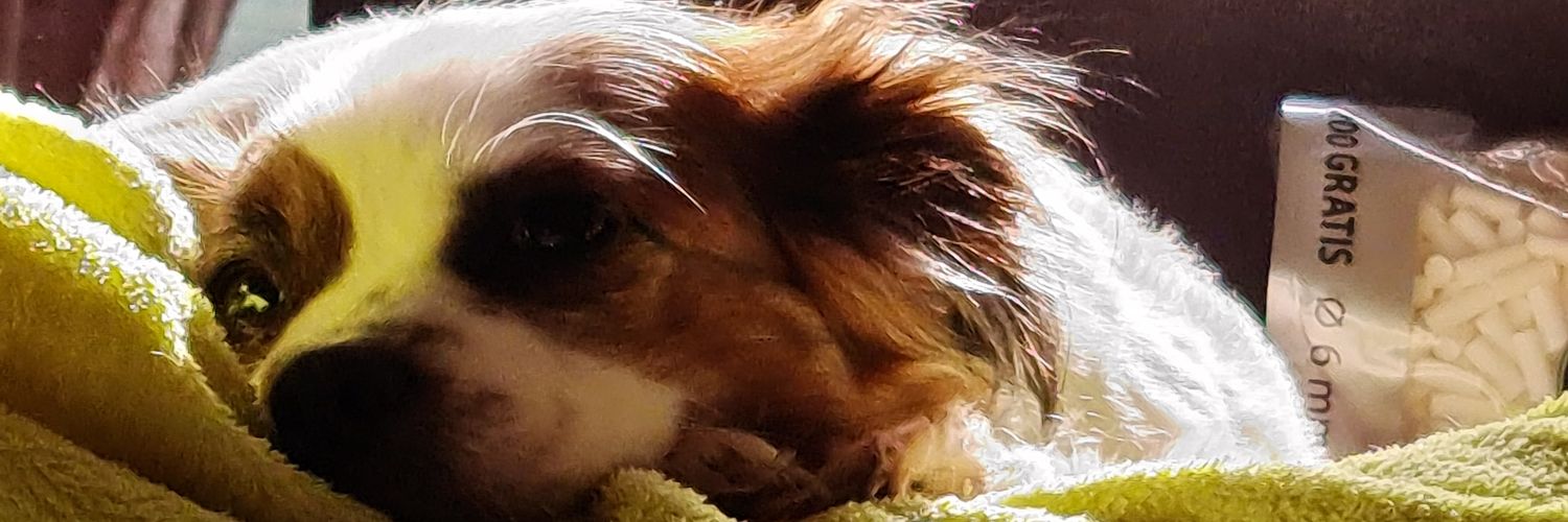 CastelarWolf22's profile banner image
