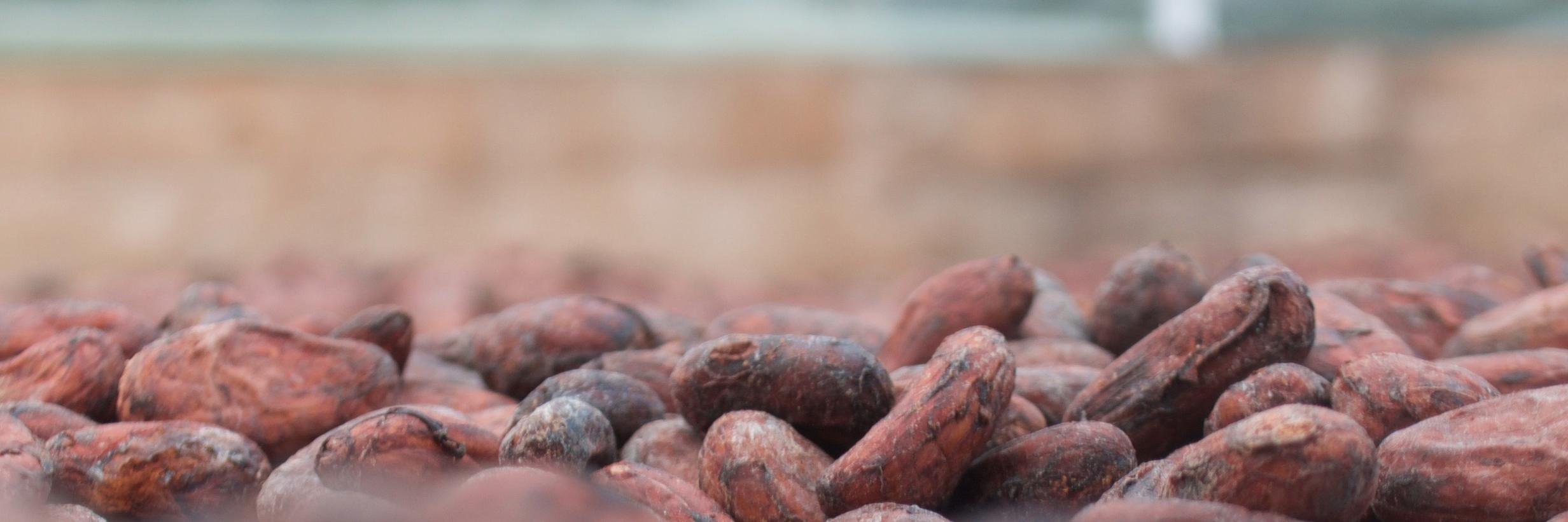 indi chocolate banner