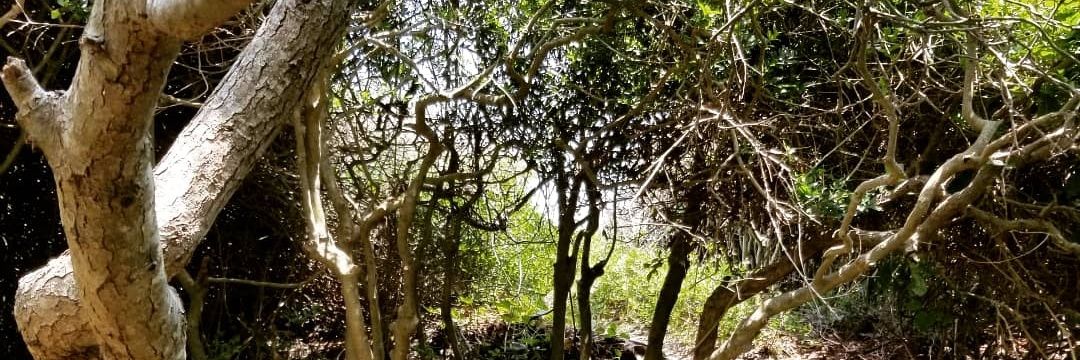 leafy_green7's profile banner image