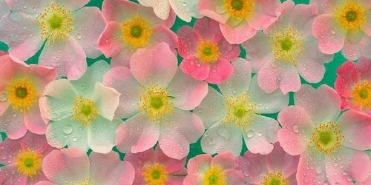 CLAIREyqueen's profile banner image