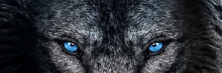 fassur's profile banner image