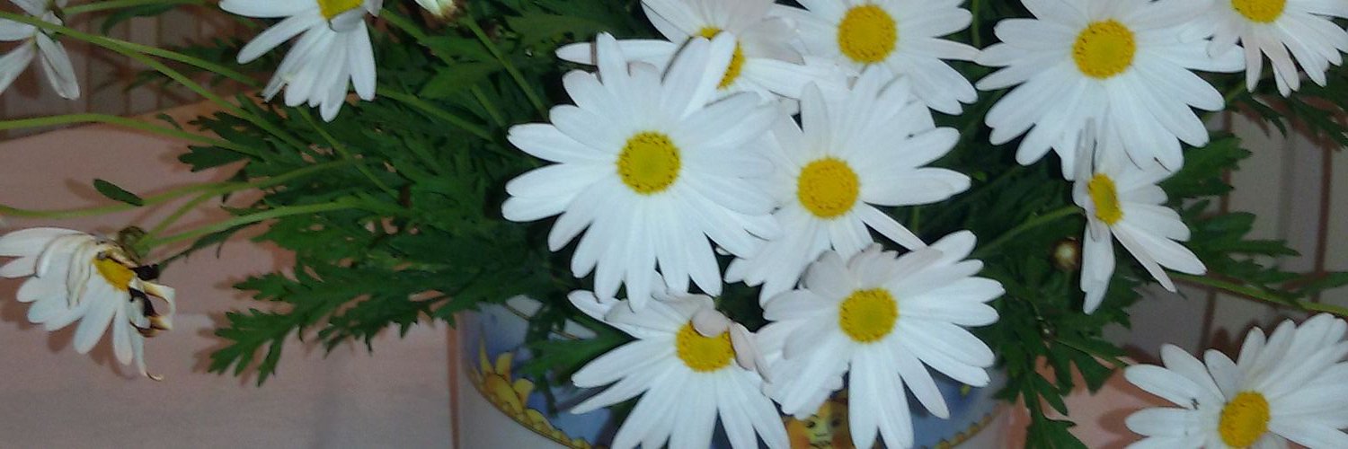 annascarpa4's profile banner image