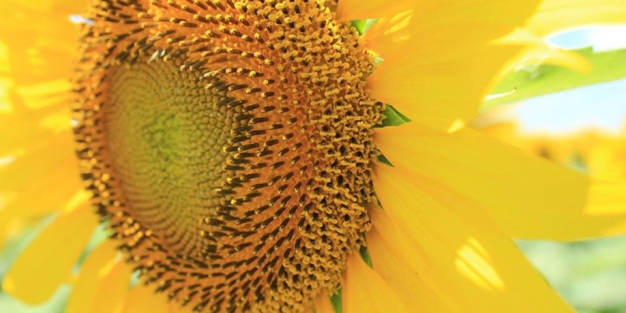 fANNIEpack21's profile banner image