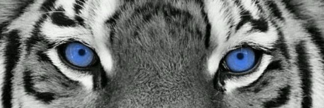 gracabj's profile banner image