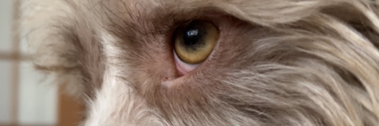 RocioRealR's profile banner image