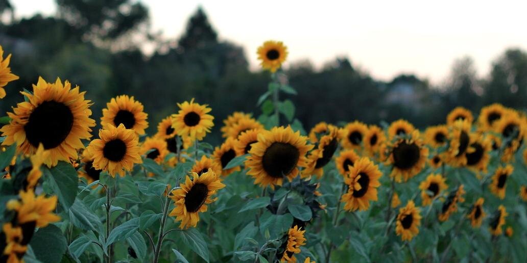 c_ml's profile banner image