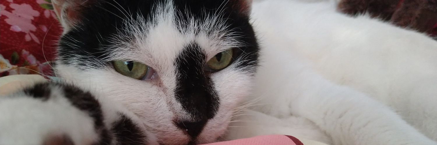 miguneko's profile banner image