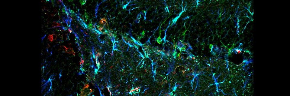 newneuron's profile banner image