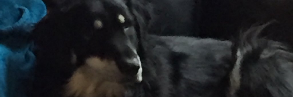 yukonelf's profile banner image