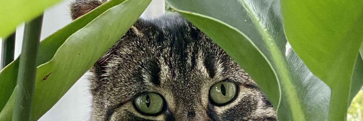 PothosandPyrite's profile banner image
