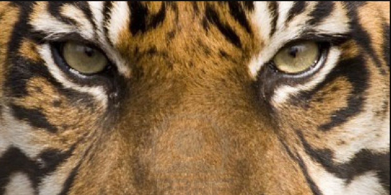 Doc_Sav's profile banner image