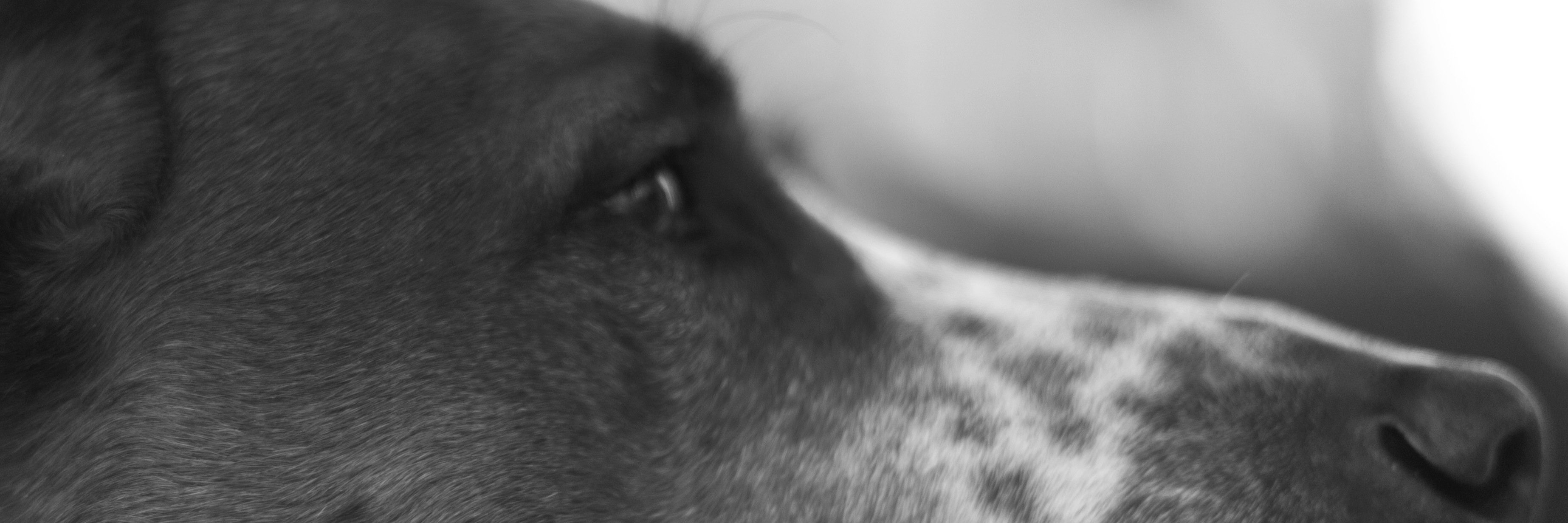 rogalavis's profile banner image
