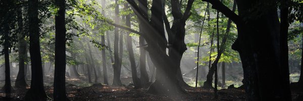 AVJNF Profile Banner