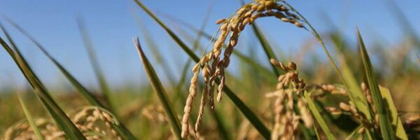 Asnil Profile Banner