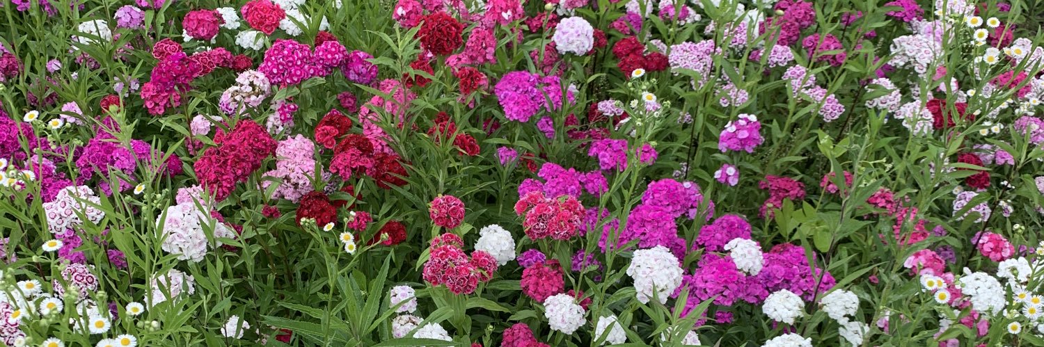 Colby Wilmoth banner