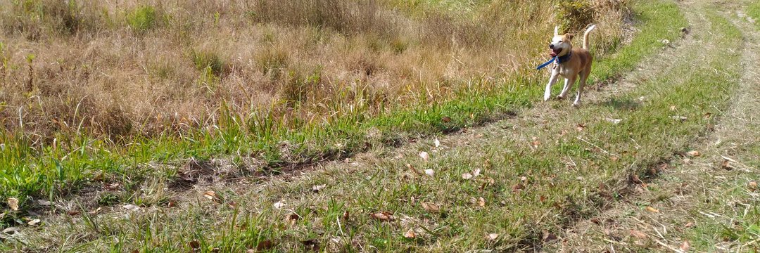 死にかけのハゲ banner