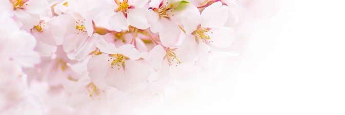 _TheSilverSea's profile banner image