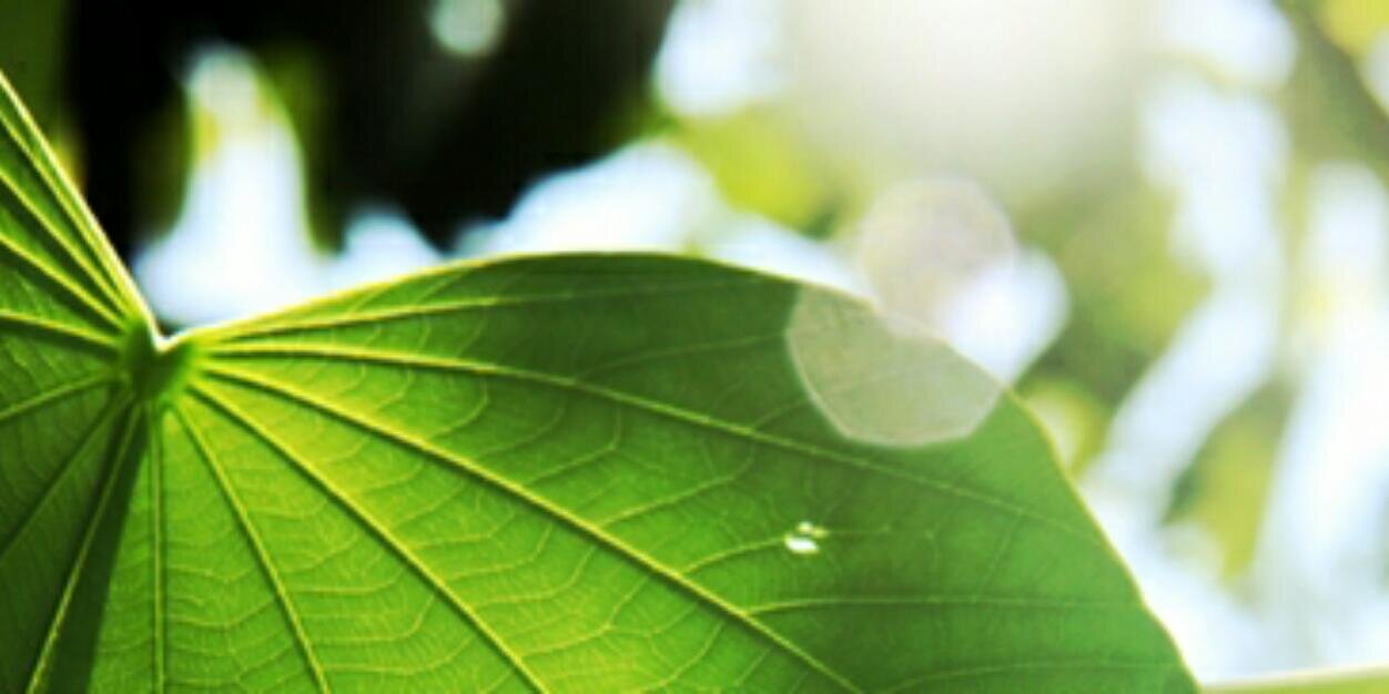 tyaswidyani's profile banner image