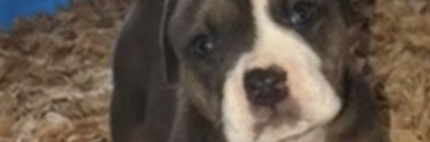 AvilaZues's profile banner image