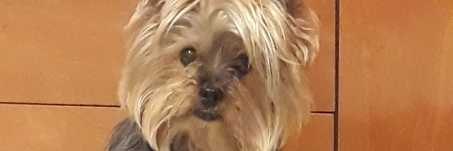 mirtu 🏴󠁧󠁢󠁥󠁮󠁧󠁿 banner