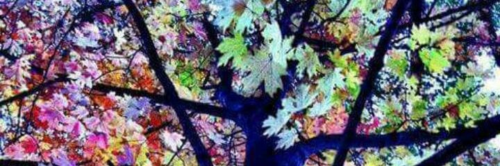 chepitogaga's profile banner image
