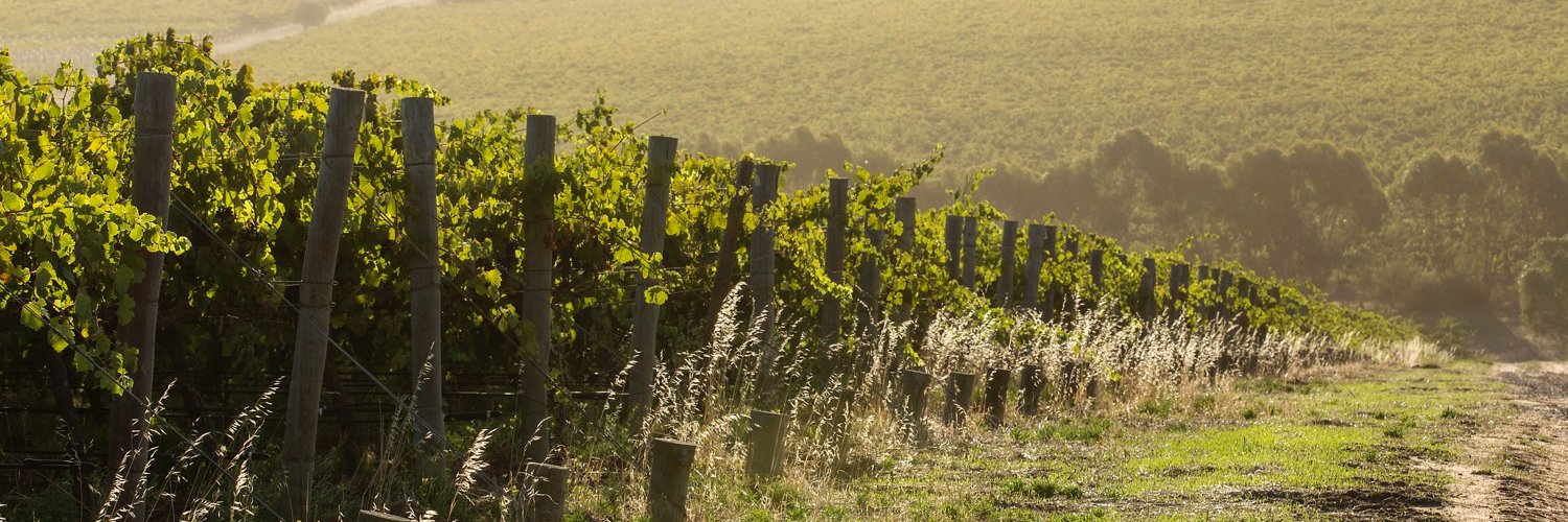 paxtonwines's profile banner image