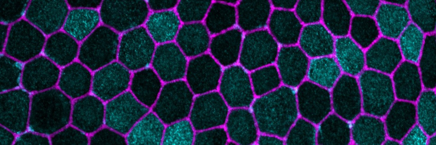 UCL Brain Sciences's banner