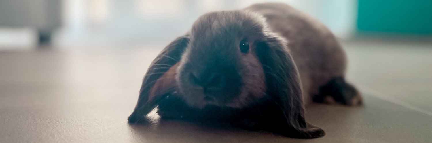 1rstMarch's profile banner image