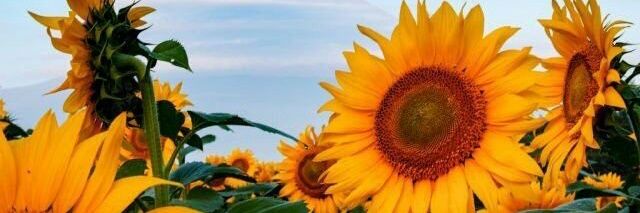 caemilaa's profile banner image