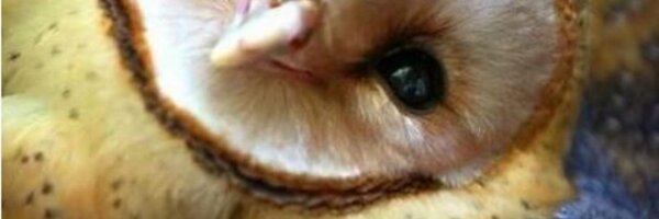 _KatieGreene Profile Banner