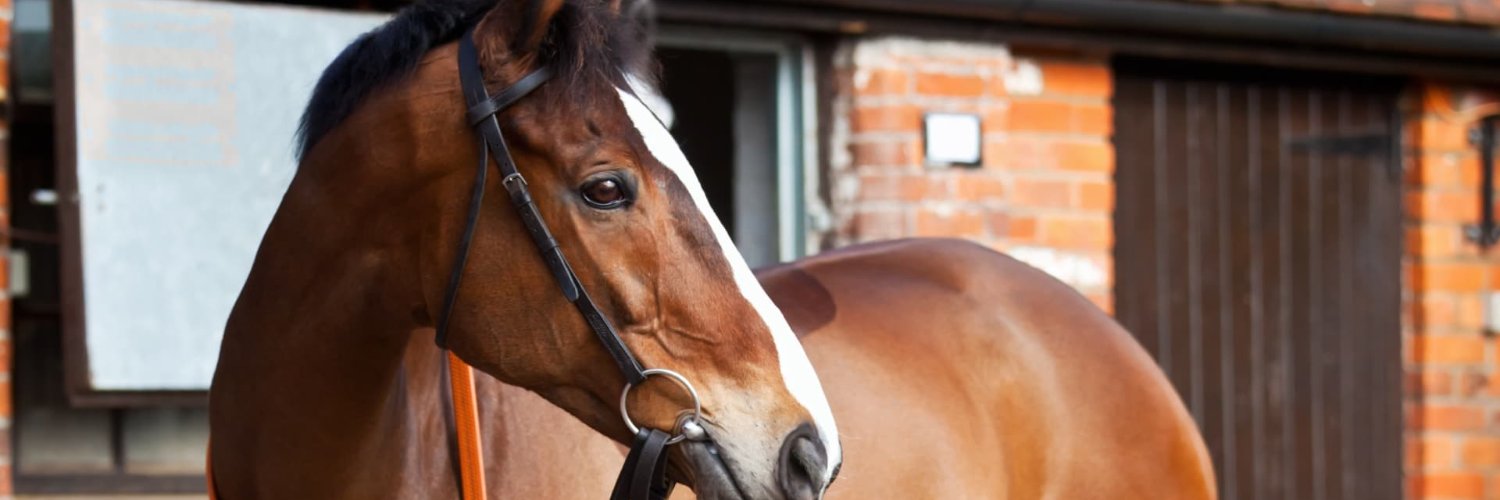 Aloeride Aloe Vera banner