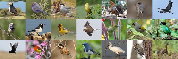 thaibirding Profile Banner