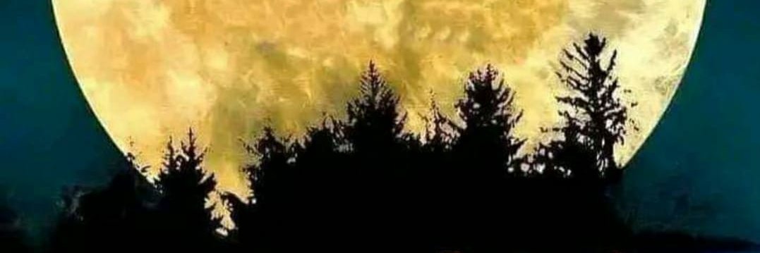 Baobab377's profile banner image