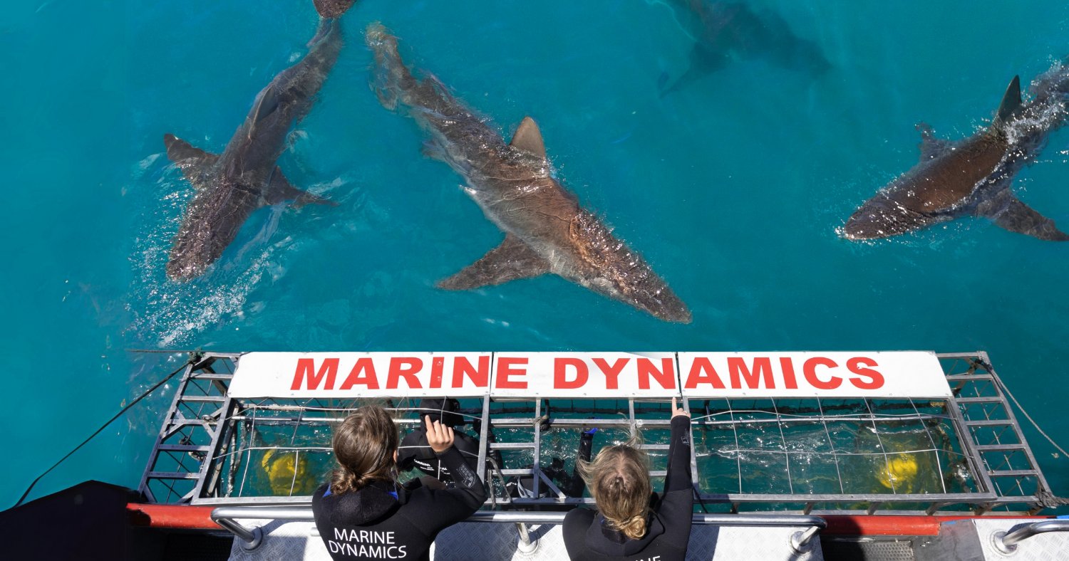 MarineDynamics's profile banner image