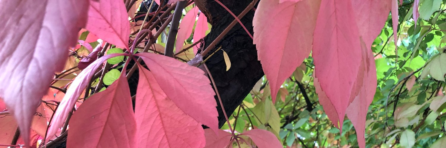 Cengiz Hakan AYDIN banner