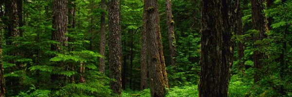 Forest Ecology Group Profile Banner
