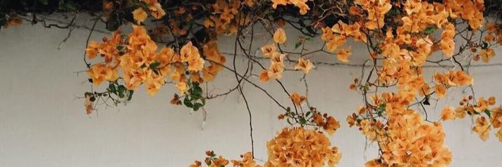 devinasofi's profile banner image