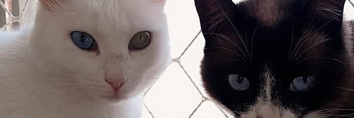 _poxamin's profile banner image