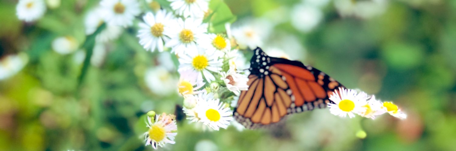 BlackButterfly banner