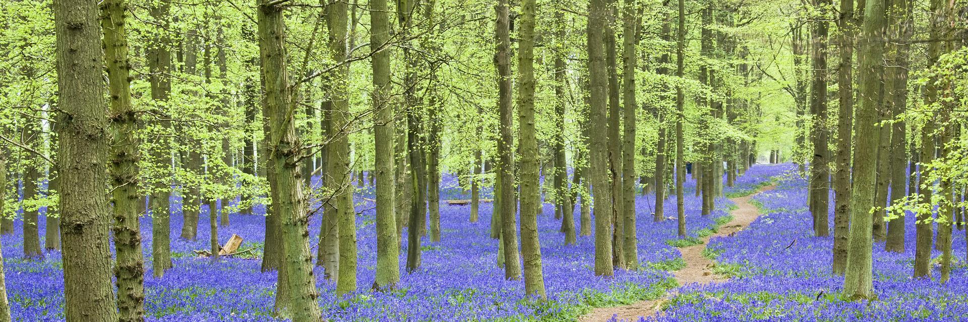 Hertfordshire.com banner