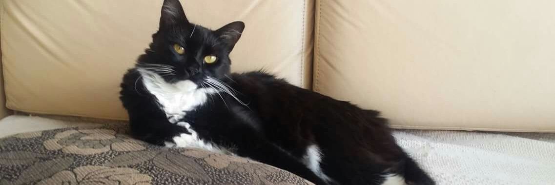 thecatfloor's profile banner image