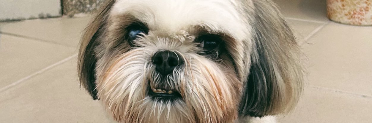 JuliaVigorito's profile banner image