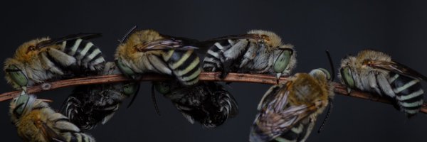 adliwahid Profile Banner