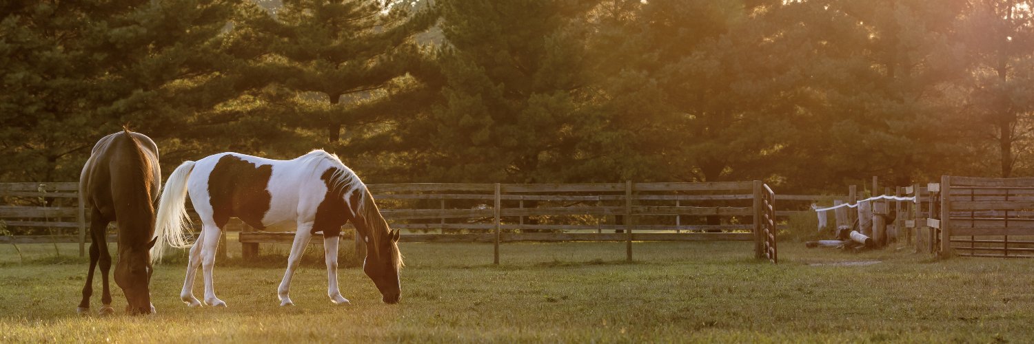 IndianaHorse's profile banner image
