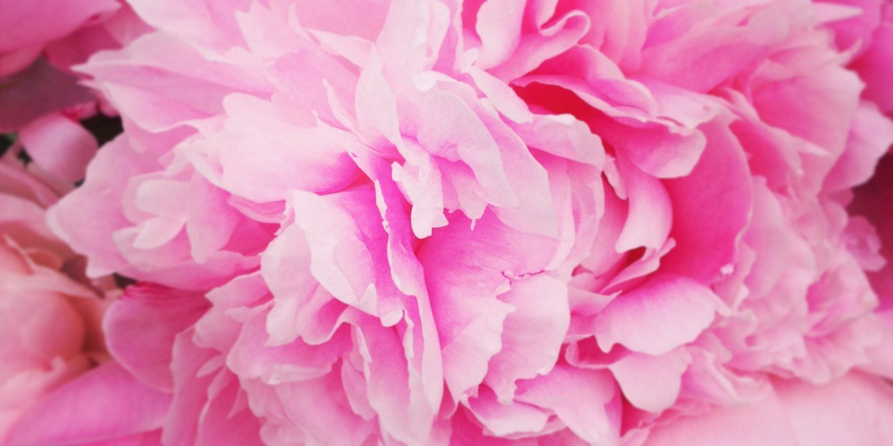 Rose Hamson Flowers banner