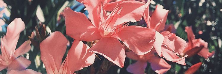 hannahklong's profile banner image