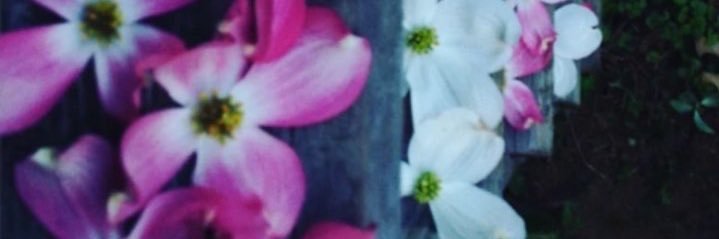 SHAHD_33's profile banner image