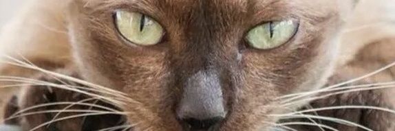 rbharis's profile banner image