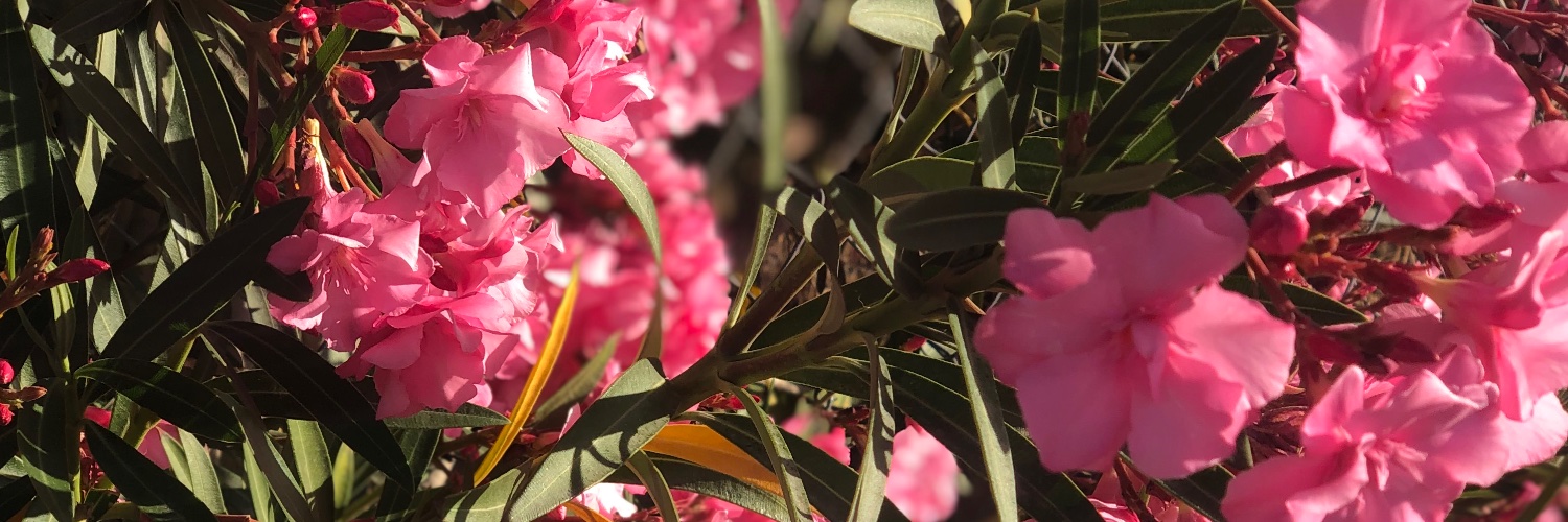 Lawyer Alexandria Serra banner