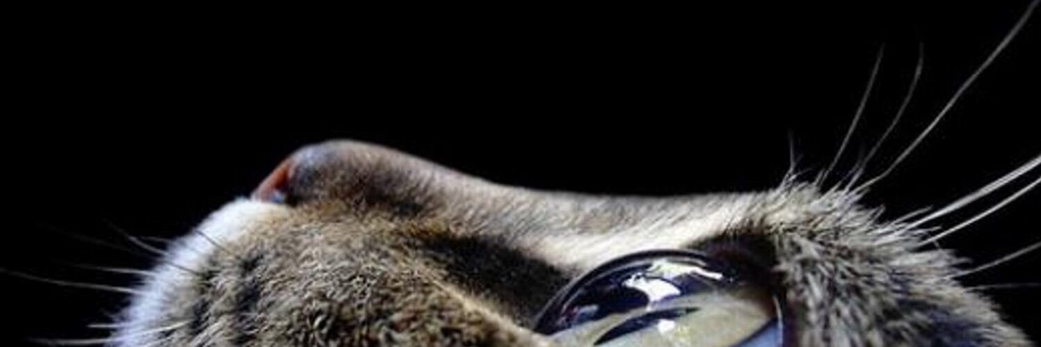 MeLlamanDanni's profile banner image